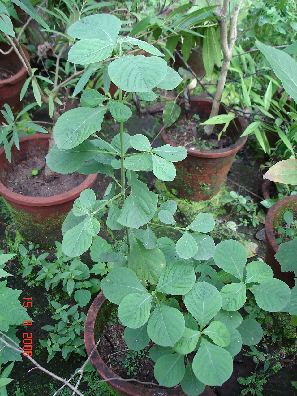 Apamarga Plant